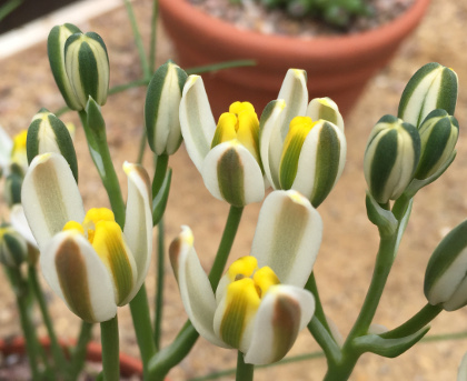 Albuca humilis 